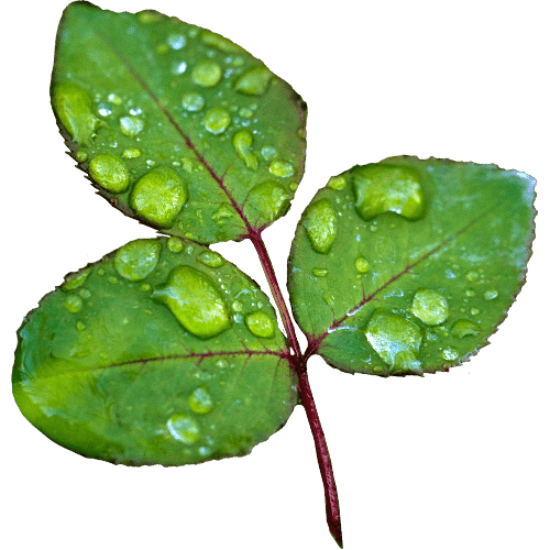 Biobased Plastic Overview
